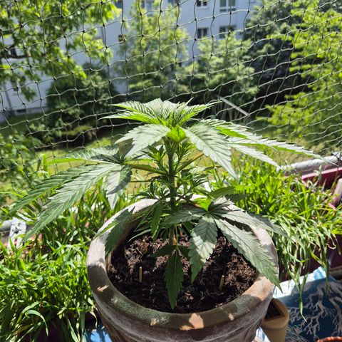 Pink Runtz #1 growlog timeline photo