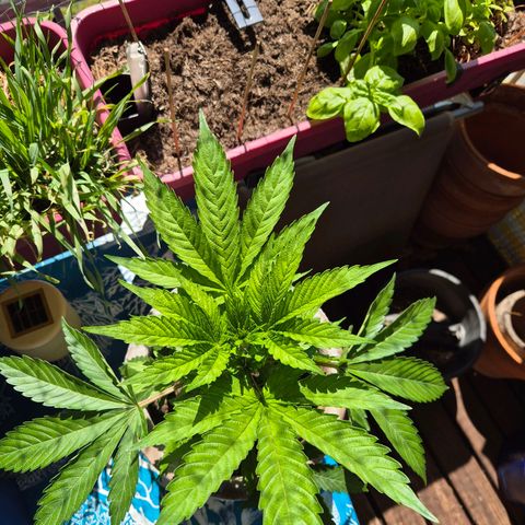 Pink Runtz #1 growlog timeline photo