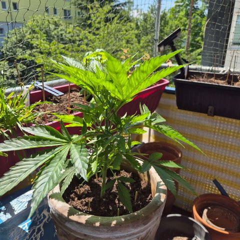 Pink Runtz #1 growlog timeline photo