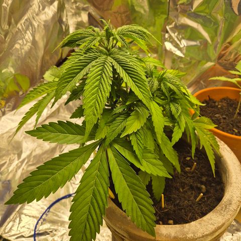 Pink Runtz #1 growlog timeline photo