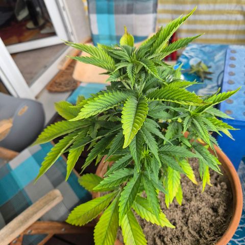 Pink Runtz #1 growlog timeline photo