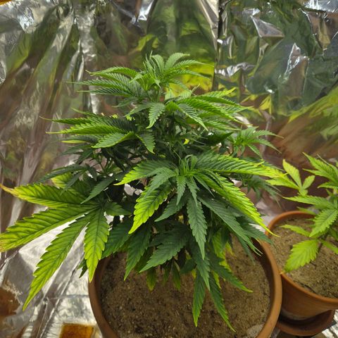 Pink Runtz #1 growlog timeline photo