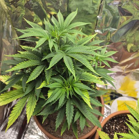 Pink Runtz #1 growlog timeline photo