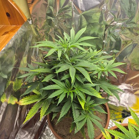 Pink Runtz #1 growlog timeline photo