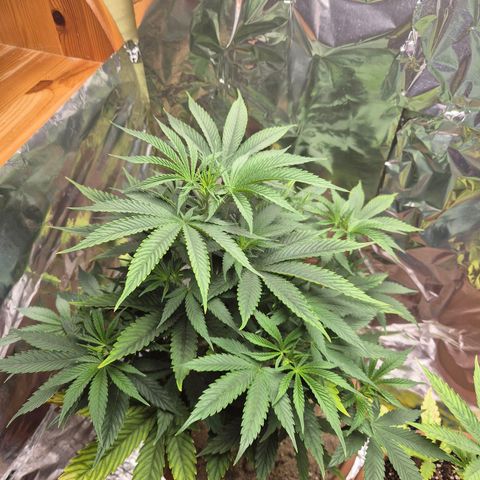 Pink Runtz #1 growlog timeline photo