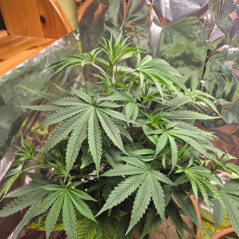 Pink Runtz #1 growlog timeline photo