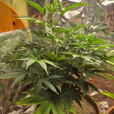 Pink Runtz #1 growlog timeline photo