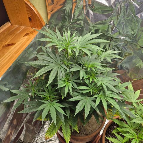 Pink Runtz #1 growlog timeline photo