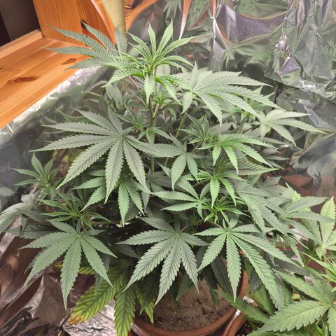 Pink Runtz #1 growlog timeline photo