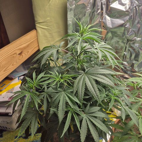 Pink Runtz #1 growlog timeline photo