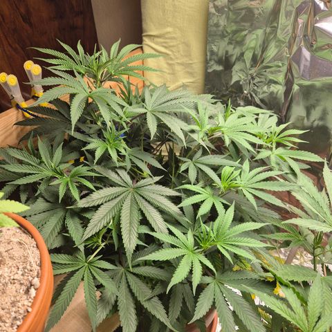 Pink Runtz #1 growlog timeline photo