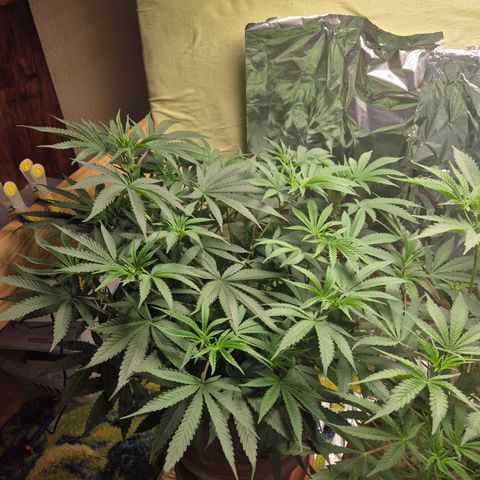 Pink Runtz #1 growlog timeline photo