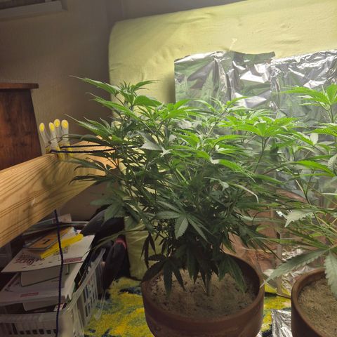 Pink Runtz #1 growlog timeline photo