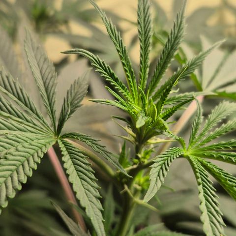 Pink Runtz #1 growlog timeline photo