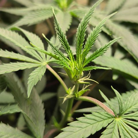 Pink Runtz #1 growlog timeline photo