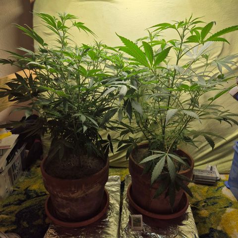 Pink Runtz #1 growlog timeline photo