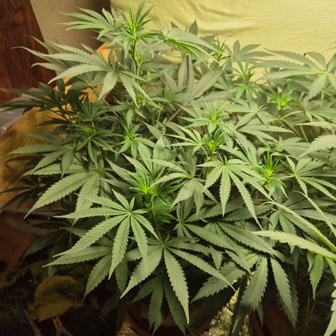 Pink Runtz #1 growlog timeline photo