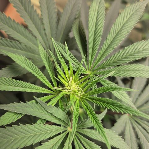 Pink Runtz #1 growlog timeline photo