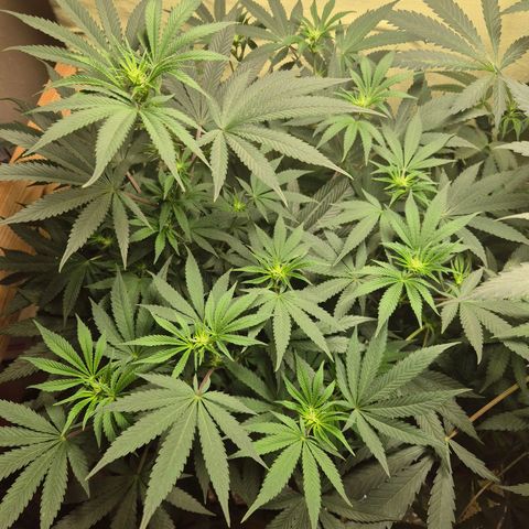 Pink Runtz #1 growlog timeline photo