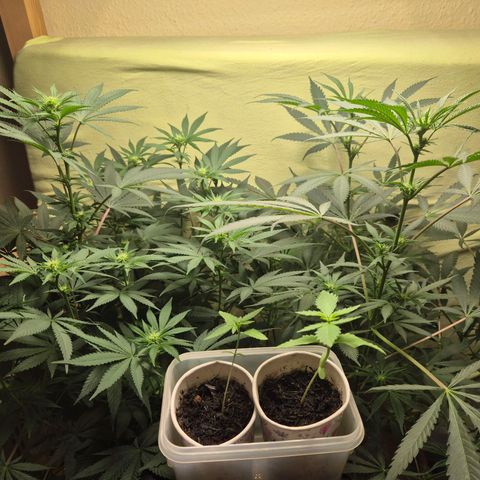 Pink Runtz #1 growlog timeline photo