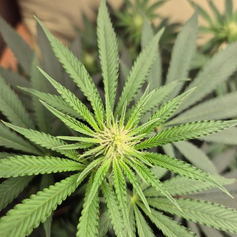 Pink Runtz #1 growlog timeline photo