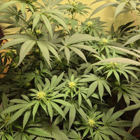 Pink Runtz #1 growlog timeline photo