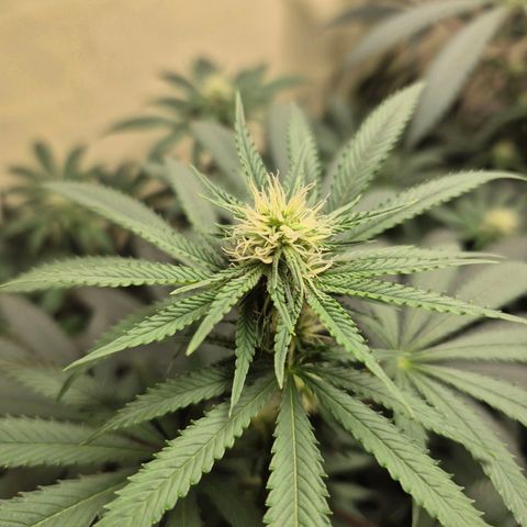 Pink Runtz #1 growlog timeline photo