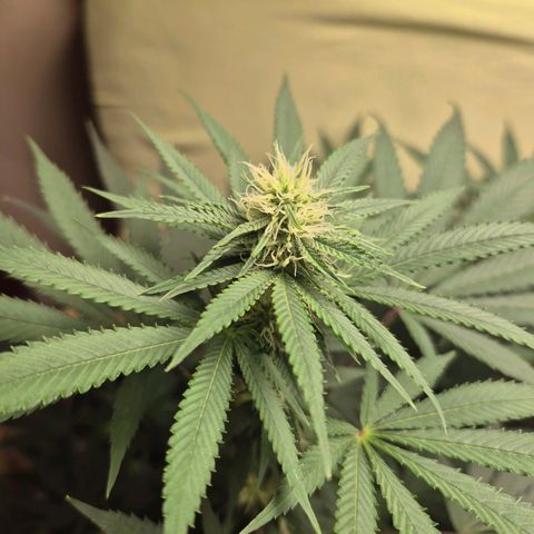 Pink Runtz #1 growlog timeline photo