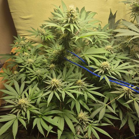 Pink Runtz #1 growlog timeline photo