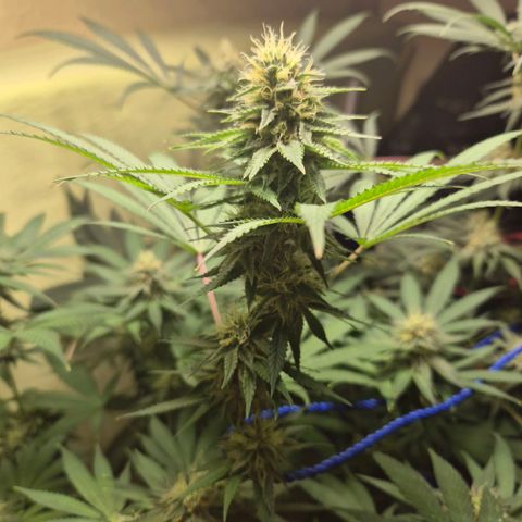 Pink Runtz #1 growlog timeline photo