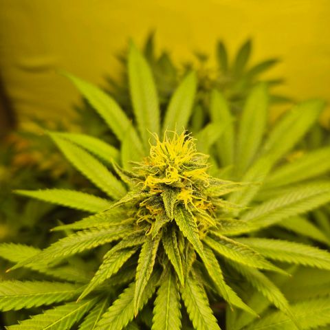 Pink Runtz #1 growlog timeline photo