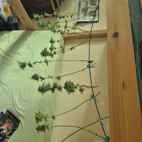 Pink Runtz #1 growlog timeline photo