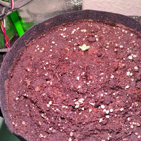 Auto Ultimate growlog timeline photo