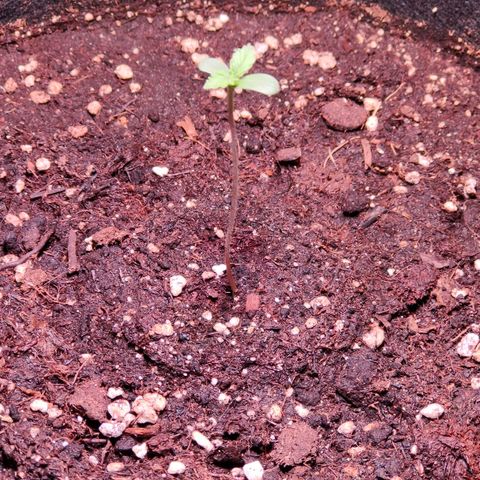 Auto Ultimate growlog photo: Kämpft schon mit dem Wind 