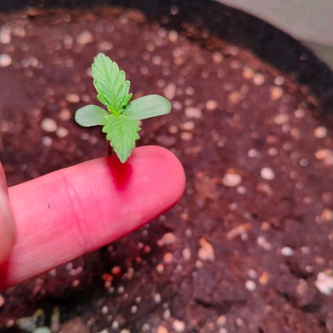 Auto Ultimate growlog timeline photo