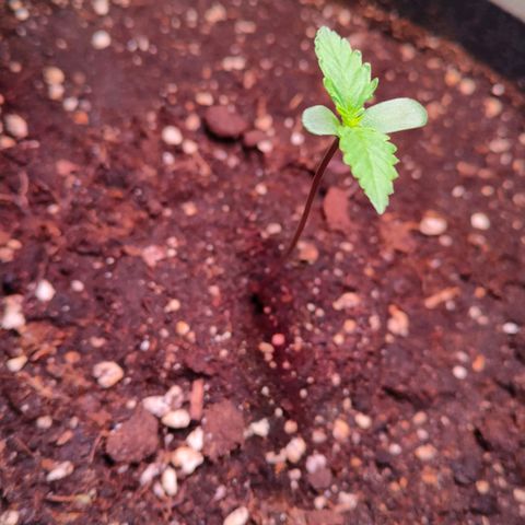 Auto Ultimate growlog timeline photo