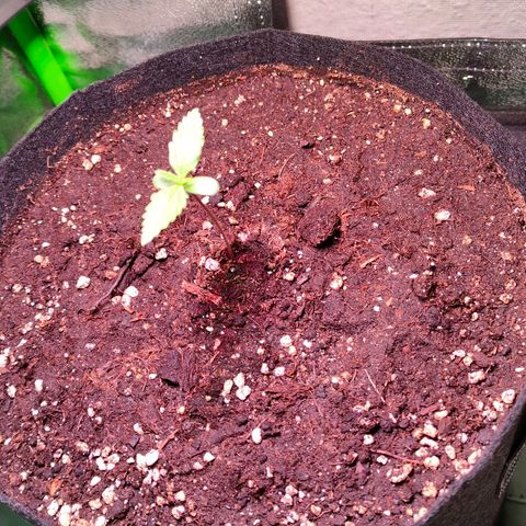 Auto Ultimate growlog timeline photo