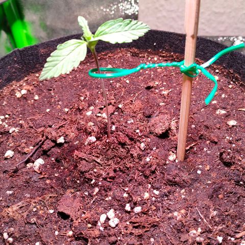 Auto Ultimate growlog timeline photo