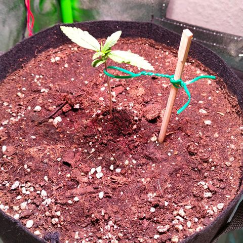 Auto Ultimate growlog timeline photo