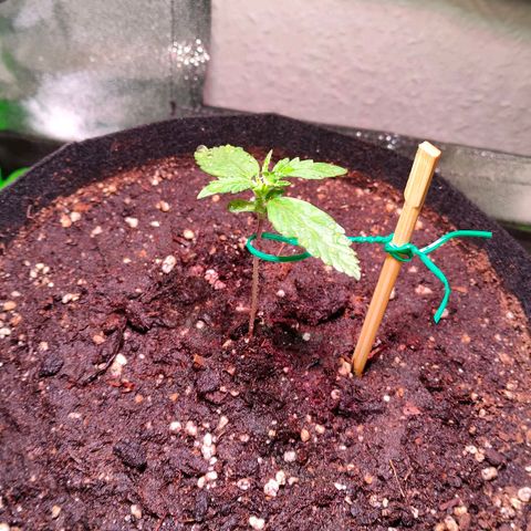 Auto Ultimate growlog timeline photo