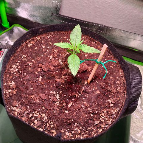 Auto Ultimate growlog timeline photo