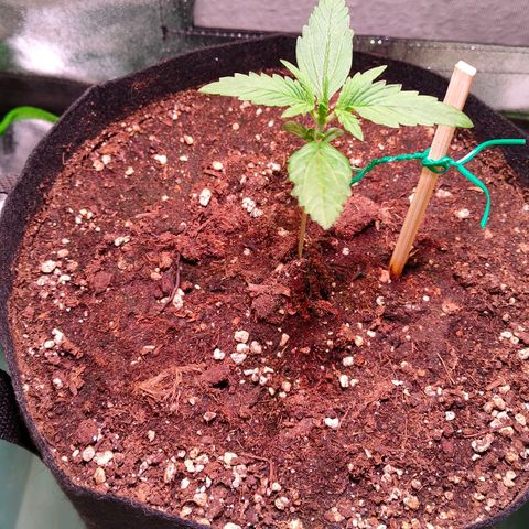 Auto Ultimate growlog timeline photo