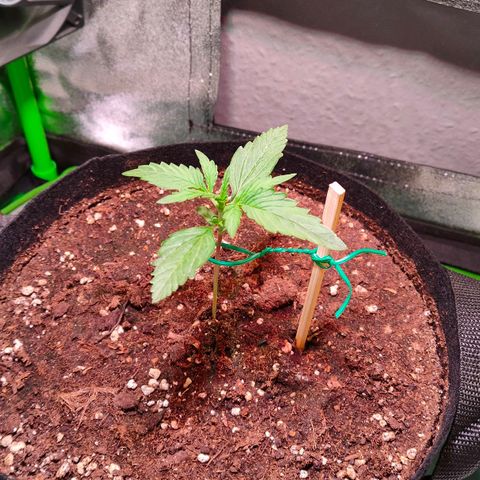 Auto Ultimate growlog timeline photo