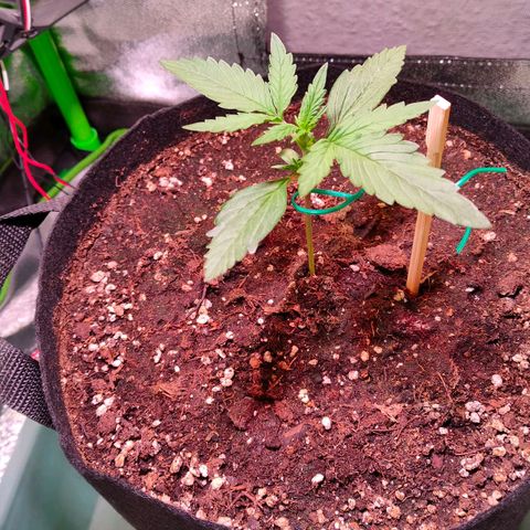 Auto Ultimate growlog timeline photo
