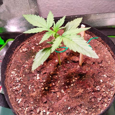 Auto Ultimate growlog timeline photo