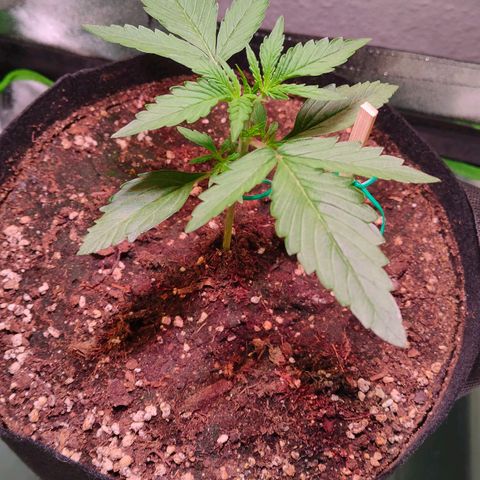 Auto Ultimate growlog timeline photo