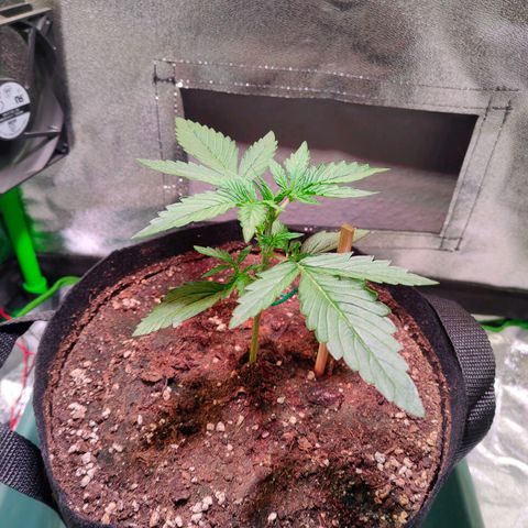 Auto Ultimate growlog timeline photo