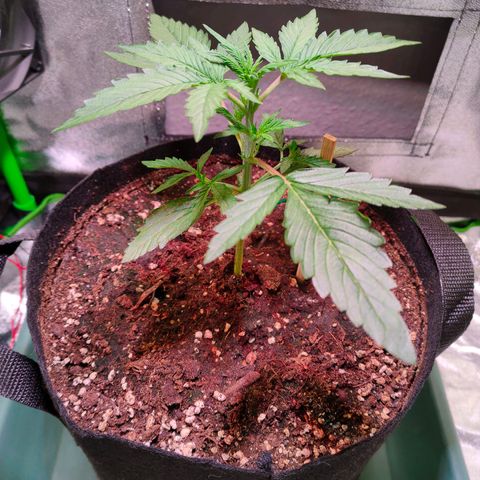 Auto Ultimate growlog timeline photo