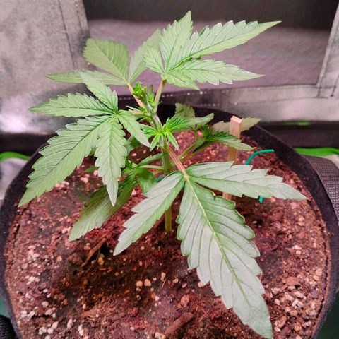 Auto Ultimate growlog timeline photo