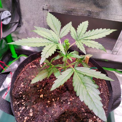 Auto Ultimate growlog timeline photo